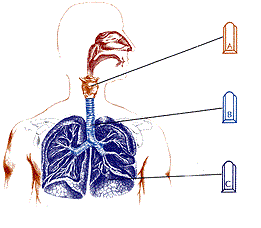 ShemaNeb_MEDPLUS.gif ShemaNeb_MEDPLUS.gif
